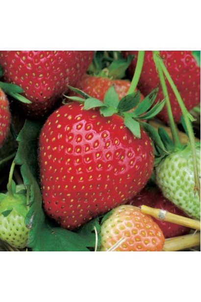 Ягоди полуниці сорту Дарселект 